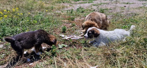 puppies of stray dogs in armenia