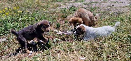 puppies of stray dogs in armenia