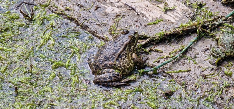 marsh frog (Pelophylax ridibundus) is a species of water frog native to Europe and parts of western Asia. Marsh frog.