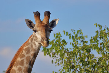 Giraffe / Giraffe / Giraffa camelopardalis