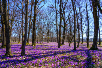 Amazing nature landscape with wild growing purple crocus or saffron flowers in the forest, scenic view, natural seasonal background, early spring in Europe