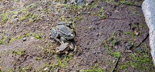 marsh frog (Pelophylax ridibundus) is a species of water frog native to Europe and parts of western Asia. Marsh frog.