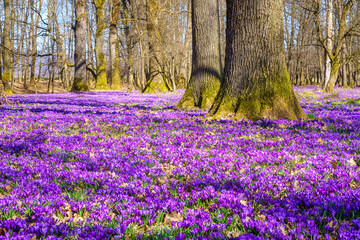 Amazing nature landscape with wild growing purple crocus or saffron flowers in the oak forest, scenic view, natural seasonal background, early spring in Europe - 723734006