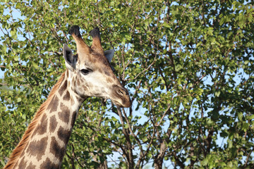 Obraz premium Giraffe / Giraffe / Giraffa camelopardalis
