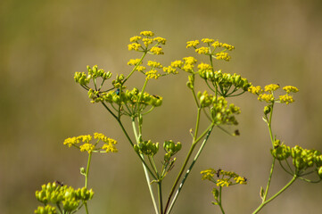 Closeup of yellow parsnip flowers with blurred background