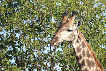 Giraffe / Giraffe / Giraffa camelopardalis