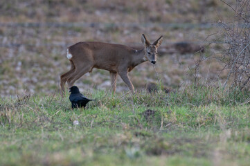 Capreolus capreolus - Roe deer - Chevreuil d'Europe