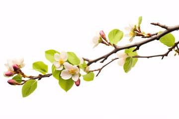 A beech twig adorned with blossoms isolated on a pristine backdrop.