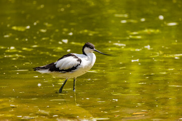 A avocet bird foraging in a animal park