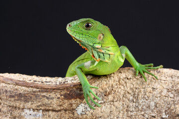 A Green Iguana on the branch of a tree
