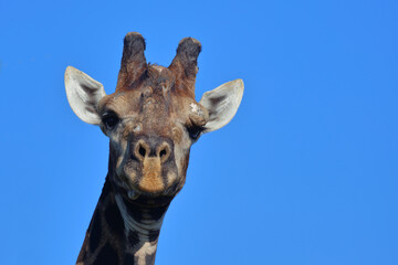 Fototapeta premium Giraffe / Giraffe / Giraffa camelopardalis