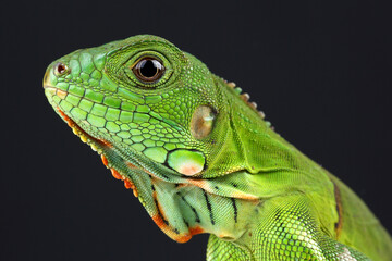 Fototapeta premium Portrait of a Green Iguana against a black background 