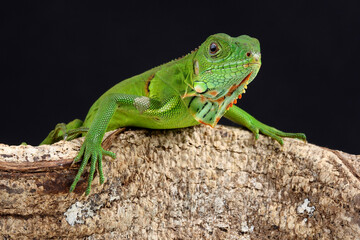 Fototapeta premium A Green Iguana on the branch of a tree 