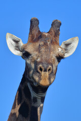 Giraffe / Giraffe / Giraffa camelopardalis