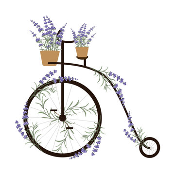 Vintage Penny Farthing bicycle with lavender flowers as decor. Thank you card. Vector illustration in flat style