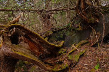 4月の蓼科大滝遊歩道