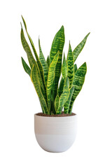 snake plant in a white pot, transparent or isolated on white background