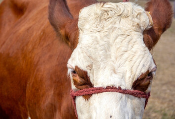 Close-up portrait of a healthy cow