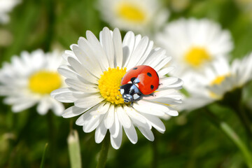 Marienkäfer 317 © K.-U. Häßler