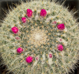 Ball cactus with pink flowers
