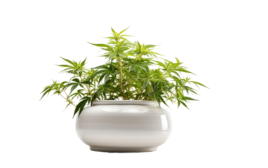 pot and stem combined on white or PNG transparent background.