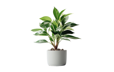 potted plant with mud on white or PNG transparent background.