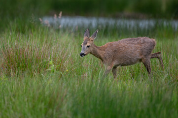 Capreolus capreolus - Roe deer - Chevreuil d'Europe