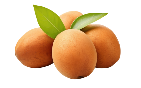 fruit tropical sapodilla on white or PNG transparent background.
