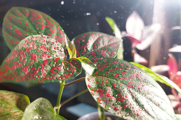 Flower seedlings grown independently. Young sprout in the sun. hypoestes