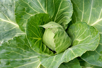 young green cabbage. Farm products, healthy eating
