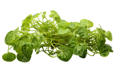 tinospora cordifolia herb on white or PNG transparent background.