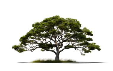 tree real with its shadow on white or PNG transparent background.