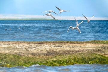 Seagulls circling over sea shoal. Picturesque turquoise water. Copy space