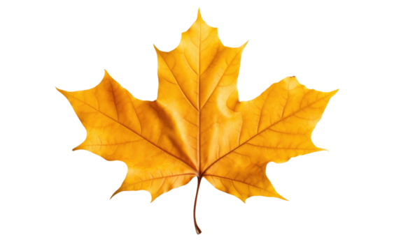 autumn maple leaf yellow brown on white or PNG transparent background.