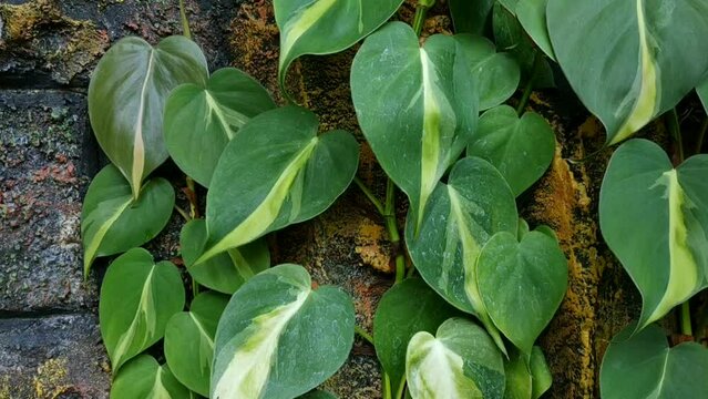 Brazilian philodendron plants creeping up the walls of the house
