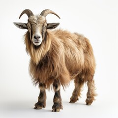Portrait of a majestic brown goat with long fur and curved horns, isolated on a white background.