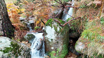 Obraz premium forest and river