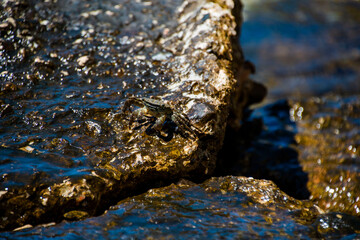 Little Crab on a Rock