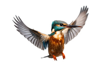 Fototapeta premium Female Kingfisher emerging from the water after an unsuccessful dive to grab a fish. Taking photos of these beautiful birds is addicitive now I need to go back again. Generative AI.