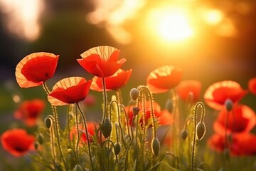 Fototapeta premium Impressionistic Red Poppies Blooming at Golden Sunrise in Meadow Generative AI