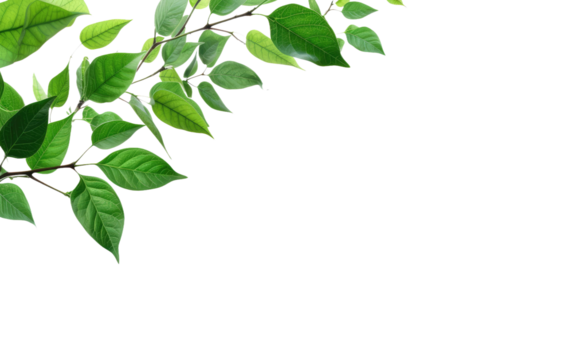 leafs green pattern on white or PNG transparent background.