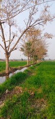 Rural Landscape