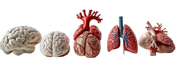 collection of brain, hear and lungs anatomy plastic science miniature models of human organs for chronic diseases and school science class education isolated on white cutout png background, Generative