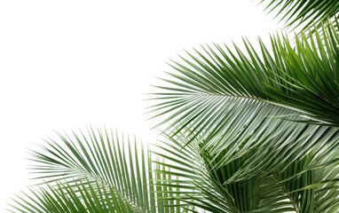 tree leaves of palm plant on white or PNG transparent background.