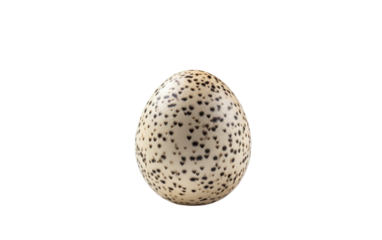 egg quail tiny looked handmade on white or PNG transparent background.
