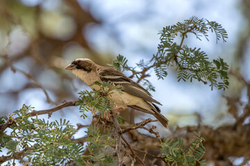 Whitebrowed Sparrow Weaver on branch at lodge in desert, near Hobas,  Namibia