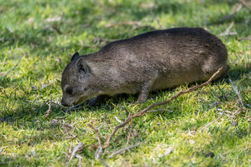 Rock hyrax eating on grass at lodge in desert, near Hobas,  Namibia