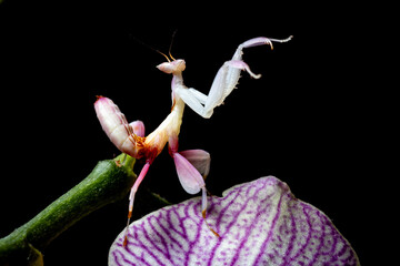 Orchid Mantis on a Pink Orchid