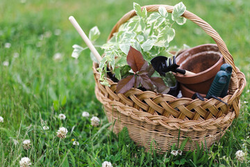 flowers for planting