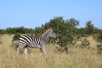 Fototapeta premium Steppenzebra / Burchell's zebra / Equus quagga burchellii.